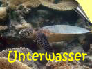 Unterwasser Angaga 08